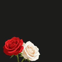 Fototapeta premium Close-up of a red and white rose against a solid black background.