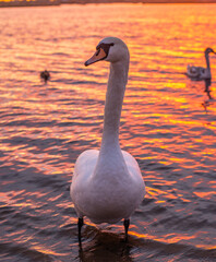 A white swan stands in the water against the backdrop of a sunset with its family