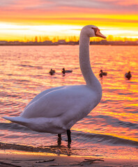 A white swan stands in the water against the backdrop of a sunset with its family