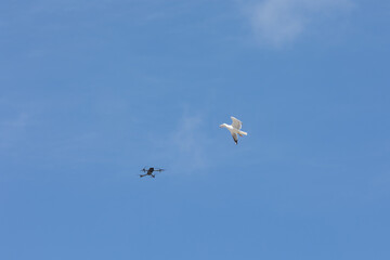 Drone flying near seagull in clear blue sky