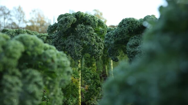 Camera glides through tall kale rows, dew on curly leaves in cool morning light. Shallow depth of field forms soft bokeh, trees with autumn tones beyond.