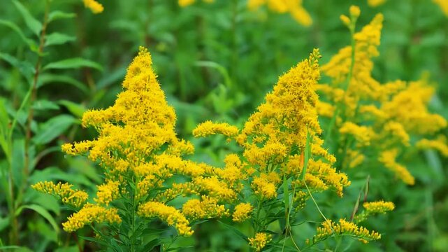 Beautiful goldenrod plants with cheerful yellow blossoms swaying gently in a serene natural environment.