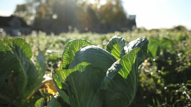 Low angle pan of cabbage heads in sunlit field with dew bokeh. Title appears here. Warm tones, rim lighting, shallow depth, soft circles, harvest readiness.