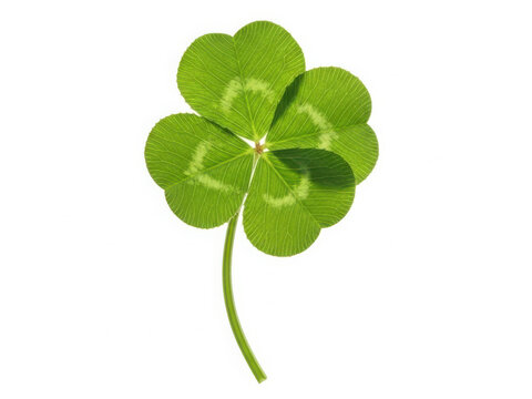 Bright green four-leaf clover