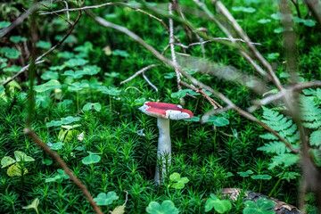 close-up of the forest floor and a toadstool