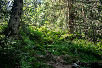 picturesque and untamed wildlife