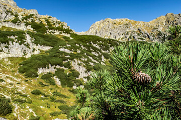 a pine cone on a dwarf pine against the backdrop of mountains