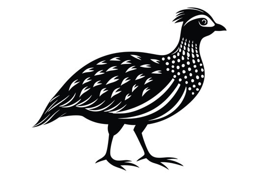 francolin silhouette line art vector illustration with a white background