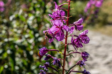 close-up of willowherb in the Polish Tatra Mountains