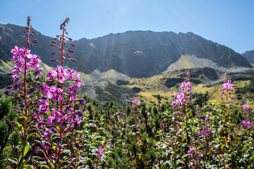 close-up of willowherb in the Polish Tatra Mountains