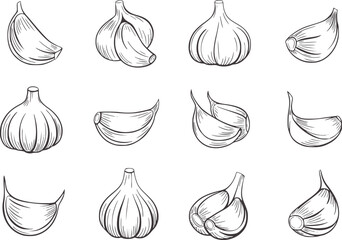 Black and white line of garlic cloves in various views
