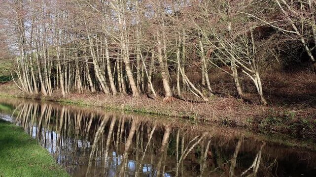 A row of bare trees reflecting in a canal in early Winter. Staffordshire and Worcestershire Canal. Winter. UK