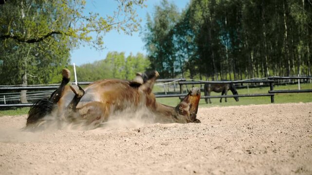 Bay horse rolls and rises in a sandy round pen as a darker horse moves behind split rail fencing. Birch trees border the paddock. Bright daylight, shallow depth of field.