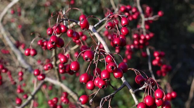 Closeup of Hawthorn berries, Crataegus monogyna, on the tree in December. British Isles.