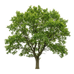Large green oak tree with lush leaves isolated on white background