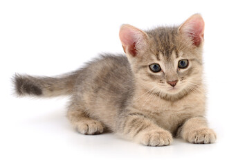 Small grey kitten lying isolated on white background