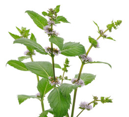 Fresh blooming mint plant isolated on white
