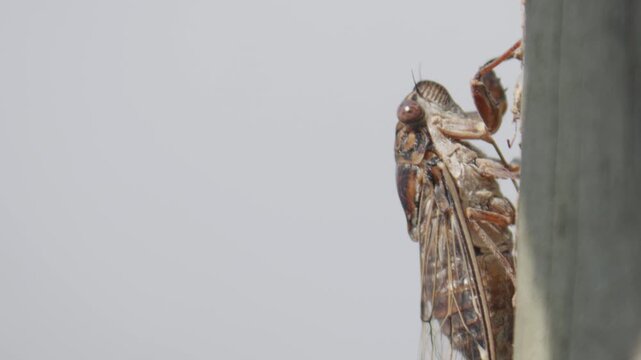 Detailed macro footage of a cicada sitting on a tree trunk showing sharp anatomical features while the insect basks in bright sunlight.