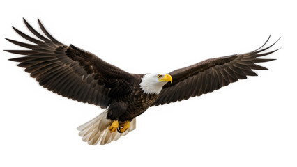 Obraz premium american bald eagle with brown feathers and white tips, isolated on white or transparent background. PNG