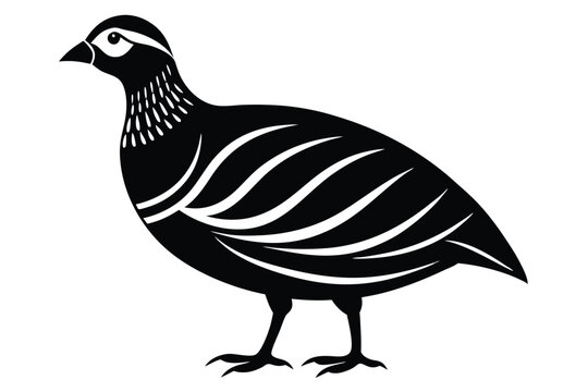 chukar silhouette line art vector illustration with a white background