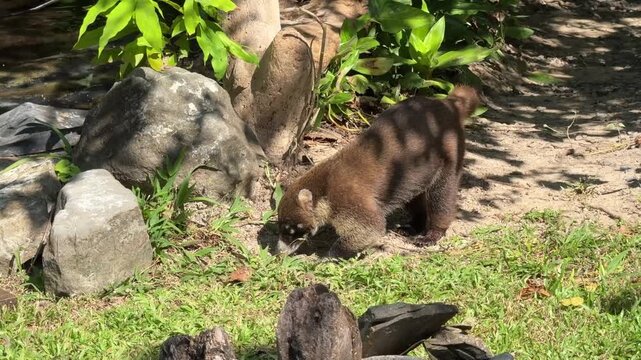 The white-nosed coati, Nasua narica, also known as the coatimundi