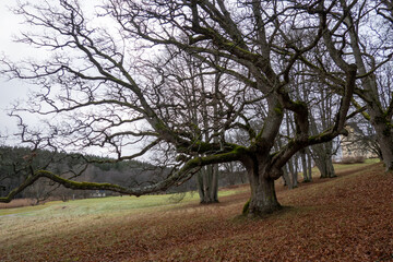 Obraz premium Stockholm, Sweden An oak tree in a winter landcape.
