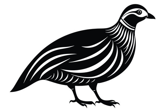 chukar silhouette line art vector illustration with a white background
