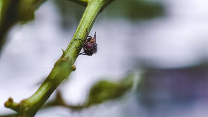 A small fly landed on a thorny stem