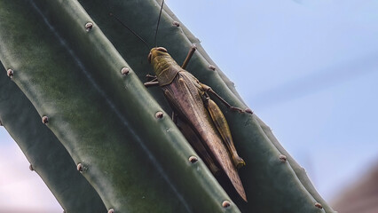 A grasshopper perches on a cactus stem in a bright outdoor environment from a low angle view