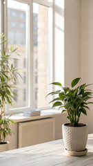 modern office interior, indoor plant by the Window