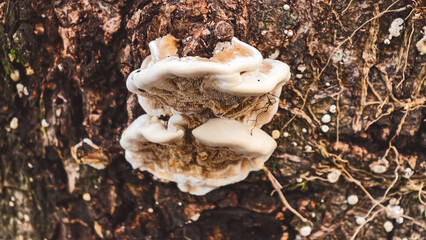 Fungi growing on a tree trunk in a forest environment from a top-down viewpoint