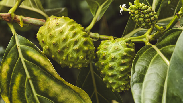 Close up of a green noni plant with textured fruit among the leaves in a natural environment
