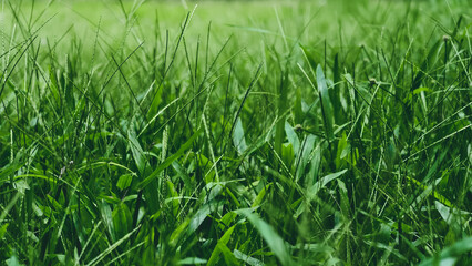 Fototapeta premium A close-up view of lush green grass from a low angle