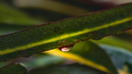 A single water droplet clings to a vibrant green leaf in a lush garden setting
