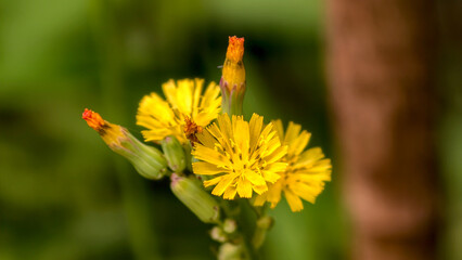 A close-up view of vibrant yellow flowers in full bloom surrounded by lush greenery