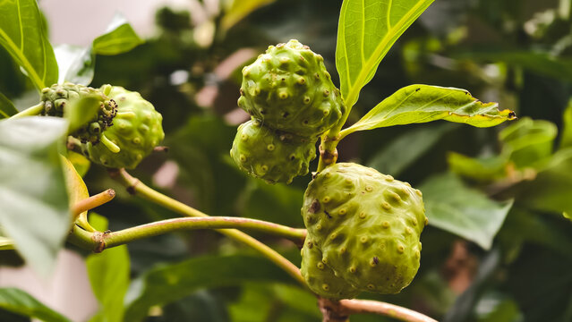 Close-up photo of unripe green noni fruit on a tree with lush foliage