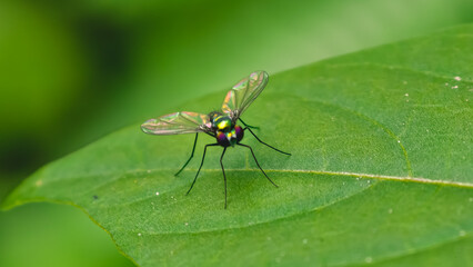 Naklejka premium A close-up view of a Long-Legged Fly resting on a vibrant green leaf in a lush environment