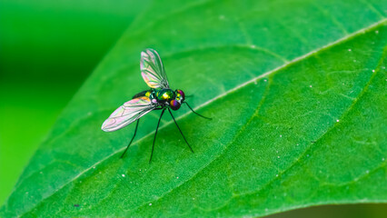 Naklejka premium A close-up view of a small Long-Legged Fly resting on a vibrant green leaf in a lush environment