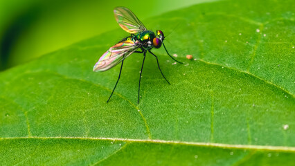 Naklejka premium Macro view of a green Long-Legged Fly standing on a leaf in a lush environment from a close-up perspective
