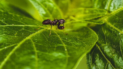 Fototapeta premium An insect stands on a vibrant green leaf, showcasing nature's intricate details in a close-up view