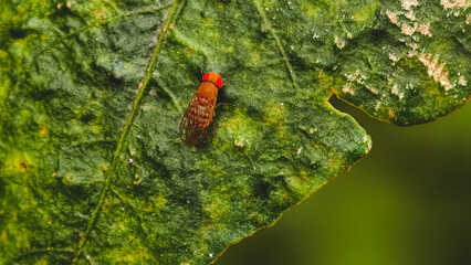 Close-up of a fruit fly on a green leaf in its natural environment
