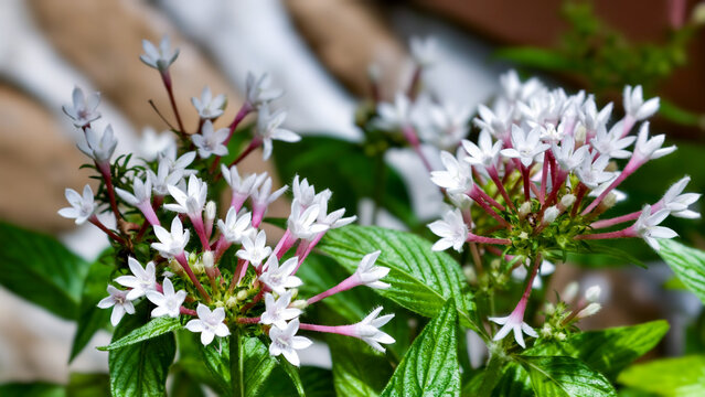 Close-up of white pentas  flowers blooming on a green plant in a garden