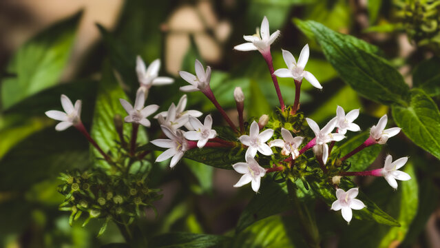 A close-up view of white pentas flowers blooming among green leaves in a natural setting