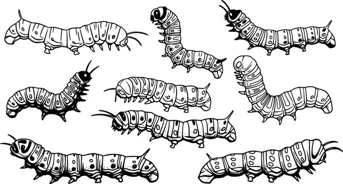 Caterpillar silhouettes collection, worm insect species, crawling larvae, entomology art, vector illustration, nature design, wildlife icon, garden pest, bug pattern, segmented body