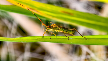 Close-up of a green stink bug perched on a leaf in its natural environment