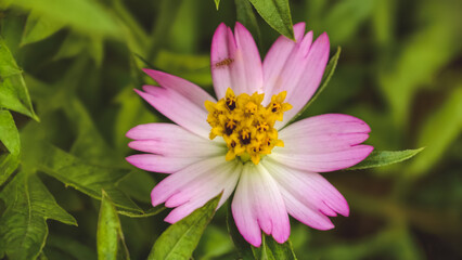 Obraz premium A close-up view of a pink and white cosmos flower blooming in a lush green garden
