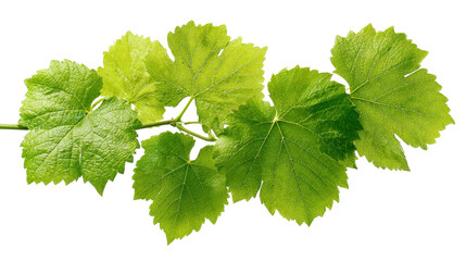 Green grape vine leaves growing on a branch, showcasing fresh organic foliage and vibrant spring botany for vineyard and natural themes on a transparent background, png