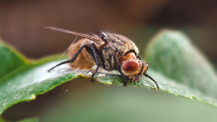 Close-up image of a dead fruit fly caught in a spider trap in its natural environment