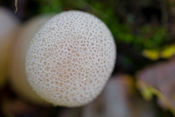 Close-up of two wild forest mushrooms growing among grass and fallen leaves. Puffball mushroom....