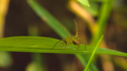 A close-up view of a small insect perched on a vibrant green leaf in a lush natural environment